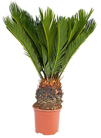 Exotenherz - Japanischer Palmfarn - Cycas revoluta im 14cm Topf