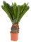 Exotenherz - Japanischer Palmfarn - Cycas revoluta im 14cm Topf