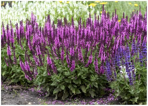 Stauden Gänge 1 x Salvia nemorosa 'Sensation Pink' Pinker Steppensalbei | Pinke Staude für Sonne, Blüte Juni bis September, mehrjährig, 1 L Topf (11x11 cm)