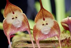 semi di Orchidee Rare, Belle Monkey Face Orchidee semi, varietà più semi Bonsai 100 pc/pacchetto