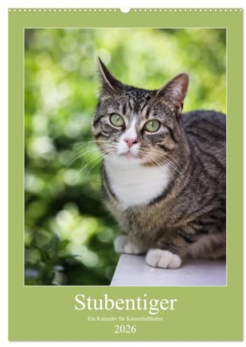Stubentiger (Wandkalender 2026 DIN A2 hoch), CALVENDO Monatskalender: Wir drei sind frech, faul und gefrässig (CALVENDO Tiere)