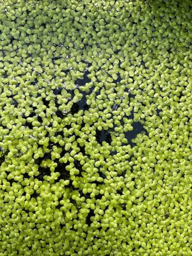 WASSERPFLANZEN WOLFF - XL Portion 500ml Lemna Minor – Wasserlinsen | Schwimmpflanze für Teich & Aquarium | algenhemmend, winterhart, schnellwüchsig | Perfekt als Futterpflanze | Schutz für Fische