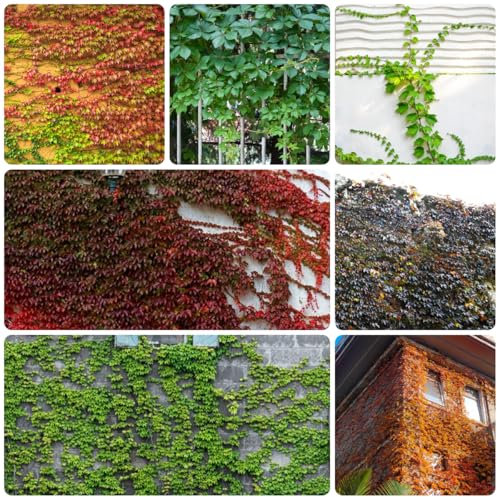 semi resistenti di vite selvatica, pianta rampicante sempreverde e resistente Semi di vite americana, piante sospese, viticci per decorazioni di recinti parete verde, decorazione 200pcs