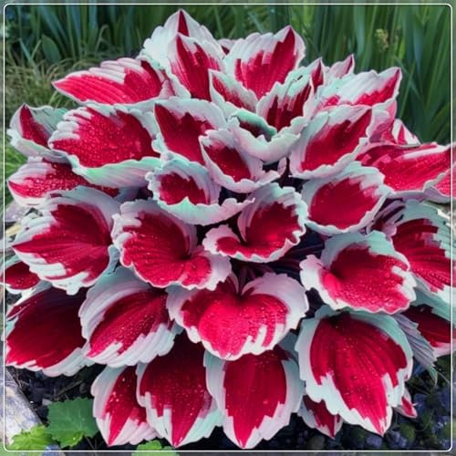 Winterharte pflanzen, Große Blattpflanzen, Seltene ，Funkien knollen,Pflanzen Funken Hosta Winterhartes MehrjäHrig, Hosta Knollen,Funkien winterhart mehrjährig-4 Rhizom-G