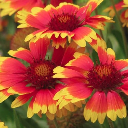 Plant World Seeds - Gaillardia X Grandiflora 'Goblin' Seeds (Annual/Perennial Flower Seeds)