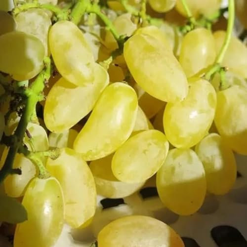 Weinreben kaufen winterhart zwiebeln,weintrauben pflanzen kernlos winterhart süße,tafel-Trauben,vitis vinifera weinrebe,tafeltraube wein pflanze winterhart,trauben pflanzen.-1zwiebeln-E