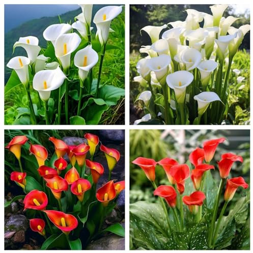 Hardy Perennial,Calla Lily Plants UK, Excellent Display Calla Lily Bulbs Available in a Variety of Colours Multi-Bulb Sets Ready for planting-4bulbs-A