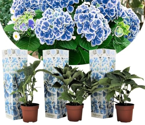 3 Pflanzen im Set Hortensie Bicolor Bavaria (Hydrangea macrophylla) – Blau/Weiß – Ballhortensie & Gartenhortensie für Beet & Kübel, winterhart, pflegeleicht, reichblühend