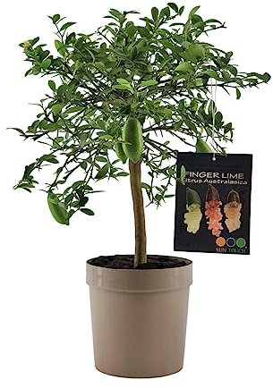 Pianta di Finger Lime/Caviale di Limone - Citrus australasica - H50-60cm - vaso ø18 (Tortora)