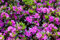 Rhododendron obt. 'Königstein' 30-40 cm - Rhododendron, violette Blüten, Blütezeit Mai-Juni, ideal für schattige Standorte, immergrün, winterhart