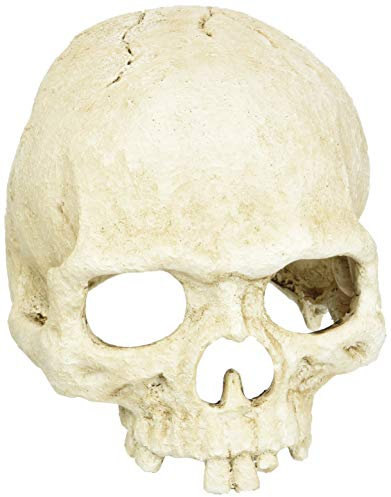 Lucky Reptile Deco Skull Monkey (Affenschädel)