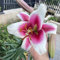 Lilium-Knollen für kalte Regionen - Frostharte Lilien-Knollen zum Verkauf-8zwiebeln-H