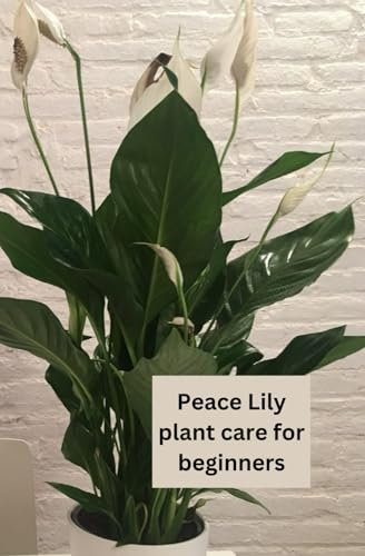 How to Care for your Peace Lily plant: How to look after, care and grow the peace lily plant, whether you are a beginner or a pro house plant parent