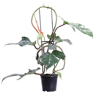 Pianta vera di Filodendro o Philodendron Squamiferum pianta tropicale ornamentale da arredo interno venduta da eGarden.store (Vaso 13 cm)