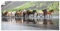 ARTLAND Wanddeko Poster & Kunstdrucke Wandposter 100 x 50 cm Natur Island Tiere Haustiere Pferd Foto Natur Isländische Pferde T1SN