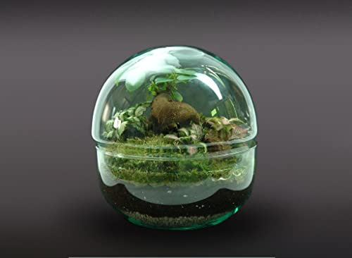 Garden Center Shop | Nanogarden Terrario Ball Ginfit 20x20 cm | Ecosistema de Cristal con Plantas Naturales | Jardín en Miniatura Decorativo