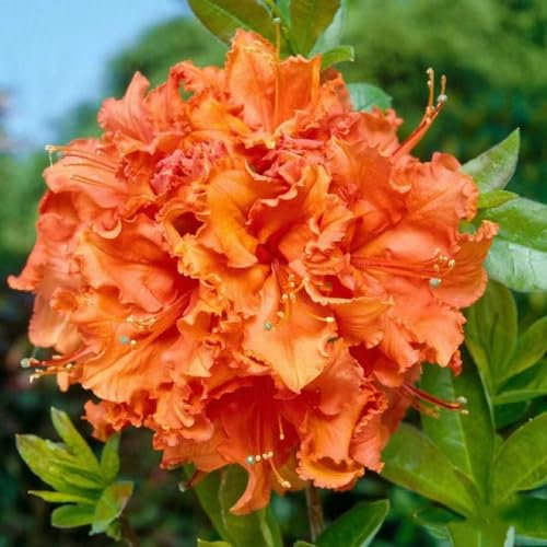 90 pezzi semi di albero di rododendro - piante da giardino, azalea resistente, rododendro simsii, fiore di mezzogiorno resistente fiori primaverili semi da giardino piante in vaso resistenti