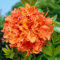 90 pezzi semi di albero di rododendro - piante da giardino, azalea resistente, rododendro simsii, fiore di mezzogiorno resistente fiori primaverili semi da giardino piante in vaso resistenti