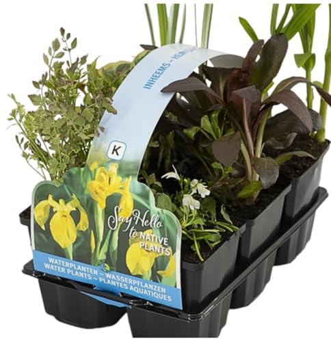 IFLO® 6er Set Einheimische Teichpflanzen – Heimische Wasserpflanzen für Gartenteich & Miniteich – Winterhart– Aus Holland – Zone 1 & 2
