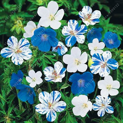 100 piezas/bolsa de semillas de geranio azul, novel bonsái flor semillas perenne pelargonium Peltatum maceta para jardín hogar 1