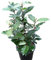 Winterharte Wintergrüne Ölweide Compacta Elaeagnus ebbingei Compacta 3 Liter Topfballen
