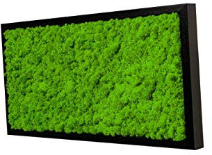 Islandmoosbild Moosbild Islandmoos Rentiermoos Moos Moosbilder Wandbild Wanddeko Wandbilder mit Island Moss Mooswand Pflanzenbild Bilder Deko mit Holzrahmen Bilderrahmen (60 x 30 cm, Schwarz)