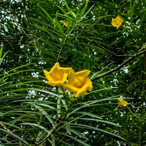 10 pcs oleander winterhart samen - sommerblumen samen, nachhaltige geschenke für frauen oleander pflanzen hochbeet samen, winterharte balkonpflanzen blumensamen gastgeschenk, samen