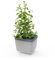 GUSTA GARDEN Herbs Buddy - Selbstbewässerungstopf & Kräutertopf für Küche & Fensterbank, Ideal für Basilikum, Wassertank, Wasserstandsanzeige
