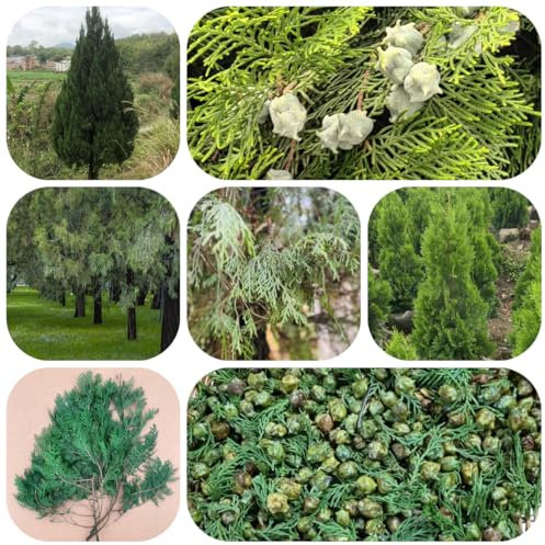 piante di cipresso resistenti - semi piante resistenti in vaso semi di cipresso - rare - alberi da tetto verde robuste da balcone decorative appartamento bonsai biologici per il 40pcs