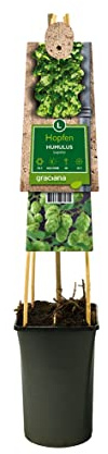 Humulus lupulus, Hopfen, Hopfenpflanze, Kletterpflanze, Rankpflanze, echte Pflanze im 12l-Container, Höhe ca. 70cm, 3 Pflanzen