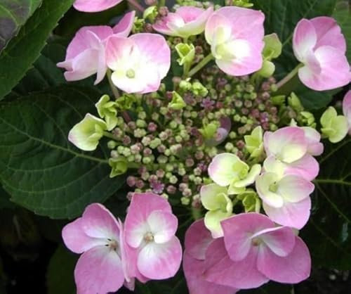 Tellerhortensie Rosalba - Schirmhortensie - Hydrangea serrata Rosalba