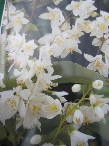 Zwerg Schneestrauch - Deutzie Nikko - Deutzia gracilis Nikko - 30-40cm