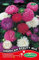 Germisem Graines Reine-marguerite Beauté d'Amérique AMERICAN BEAUTY MIX