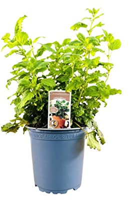 Melissa officinalis 11x11 cm Topf – Winterhart, Mehrjährig, Pflegeleicht – Zitronenmelisse – Küchenkraut für Tee & Küche