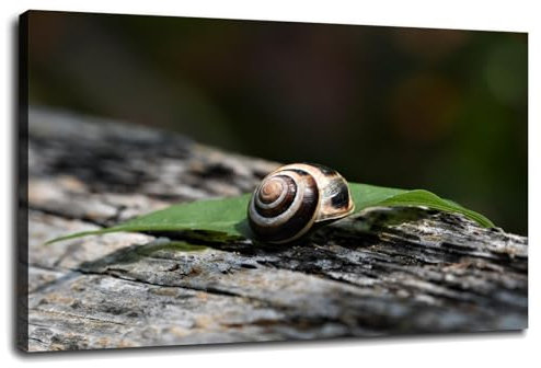 Schnecke Leinwand Mollusk Poster Wandkunst Für Zuhause 1 Stück Dekor Mit Rahmen 30,5 x 20,3 cm