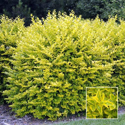 1 X Oro Ligustro Ligustrum Aureum Sempreverde Dense Copertura pianta en Vaso