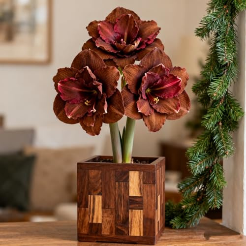 Rare Amaryllis-Rhizom, Winterharte Knolle, MehrjäHrig, GrüNpflanze, Lebende Gartenbepflanzung, Dekorative Gartenpflanze-2 Rhizom-F