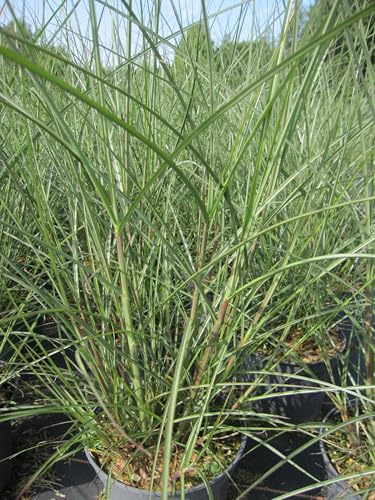 Chinaschilf Dread Locks - Miscanthus sinensis - grün mit weißem Mittelstreifen
