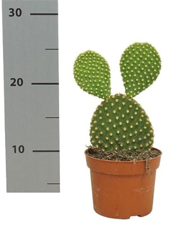 Cactus Natural Opuntia Microdasys | DECOALIVE | Planta de Interior y Exterior muy Resistente