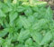 seedsown Ail Graines Girofle « Toscane Wight » Ail à partir de bulbes Nouvelle variété UK Cultures (30)