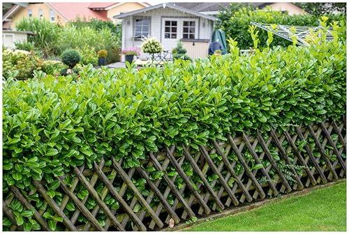 10 x Prunus laurocerasus 'Rotundifolia' (Gehölz/Heckenpflanze/Winterhart/Mehrjährig/Immergrün) Kirschlorbeer - Vielseitig, robust und immer ein Blickfang - von Stauden Gänge