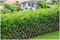 10 x Prunus laurocerasus 'Rotundifolia' (Gehölz/Heckenpflanze/Winterhart/Mehrjährig/Immergrün) Kirschlorbeer - Vielseitig, robust und immer ein Blickfang - von Stauden Gänge
