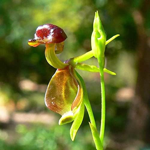 Haloppe 10 Stück fliegende Ente Orchidee Blumen Pflanzen Samen für Hausgarten Pflanzen, seltene fliegende Ente Orchidee Blumensamen Topfpflanze Gartendekoration Saatgut