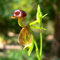 Haloppe 10 Stück fliegende Ente Orchidee Blumen Pflanzen Samen für Hausgarten Pflanzen, seltene fliegende Ente Orchidee Blumensamen Topfpflanze Gartendekoration Saatgut
