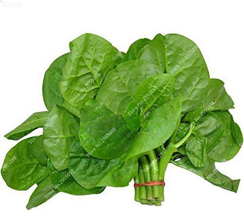 Seeds 150pcs/Bag Heerloom Malabar Spinaci Seed External Nutrition Bonsai Vase Ornamental Garden Holder