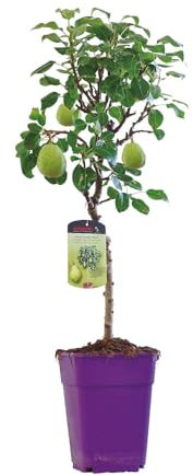 Árbol Frutal - Peral Natural Ideal para el Jardín o la Terraza