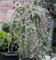Hochstamm Mispel Juliette 60-80cm - Cotoneaster dammeri
