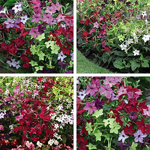 Nicotiana Plants Garden Ready Flowers Plug Plants for Bedding, Hanging Baskets, Pot & Containers for Instant Impact & Colour 1 x Pack of 30 Garden Ready Eau de Cologne Plants by Thompson & Morgan