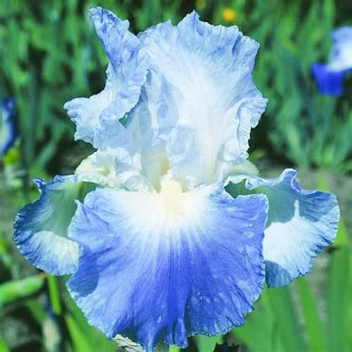 Iris Zwiebeln-Winterhart MehrjäHrig,Iris Knollen Mix,Iris Pflanze,Schwertlilien Winterhart Knoll,Iris Blumen,Iris Blumenzwiebeln,Bonsai Pflanze,Gartenblumen-4zwiebeln-e