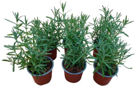 Verdecora Pack 6 Lavandas | Lavandula, espliego | Hierbas aromáticas | Planta natural en maceta de Ø12cm (altura total aproximada 15-20cm)